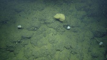 Media type: image;   Invertebrate Zoology 153114 Description: live specimen;